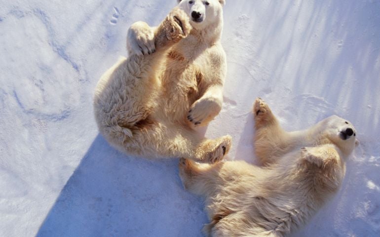 Largest (along with brown bears) of the eight bear species. Closely related to brown bears but more streamlined for adaptation to semi-aquatic life. Native throughout the Polar Basin, and to parts of Greenland and Canada.