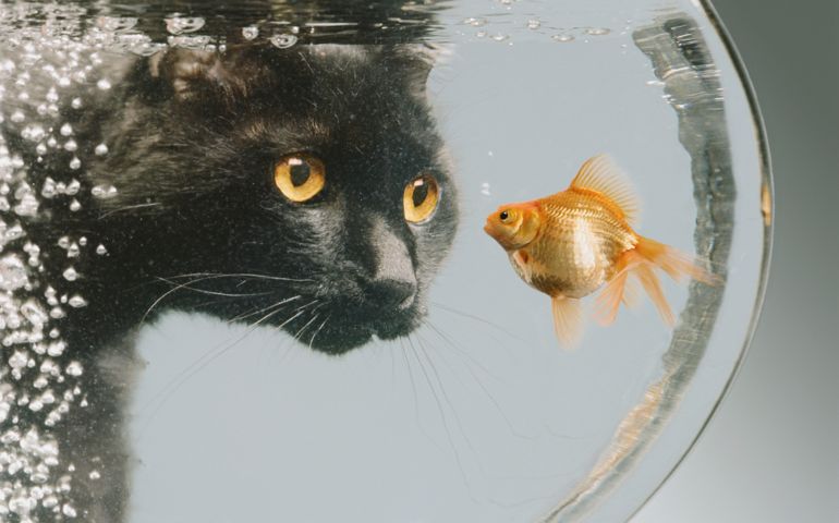 Black cat looking at goldfish in bowl