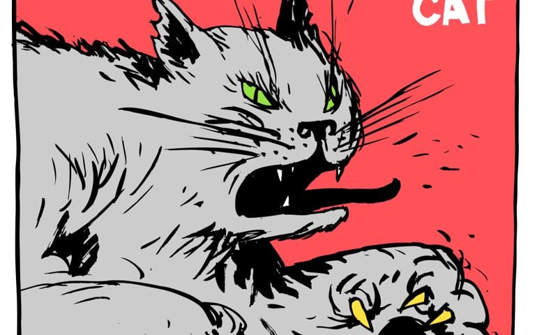 Cat fighter and bully