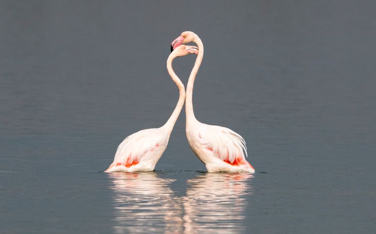 Greater flamingos (Phoenicopterus roseus) interacting, Axios Delta National Park, Thessaloniki, Greece