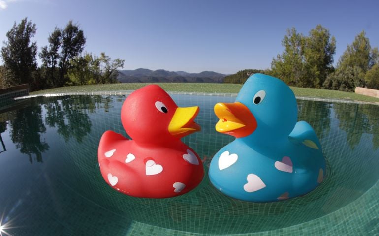Rubber ducks in swimming pool