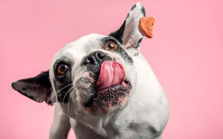 French bulldog trying to catch a dog biscuit thrown to her by her owner. Close-up portrait, photographed against a pale pink background, horizontal format with some copy space.