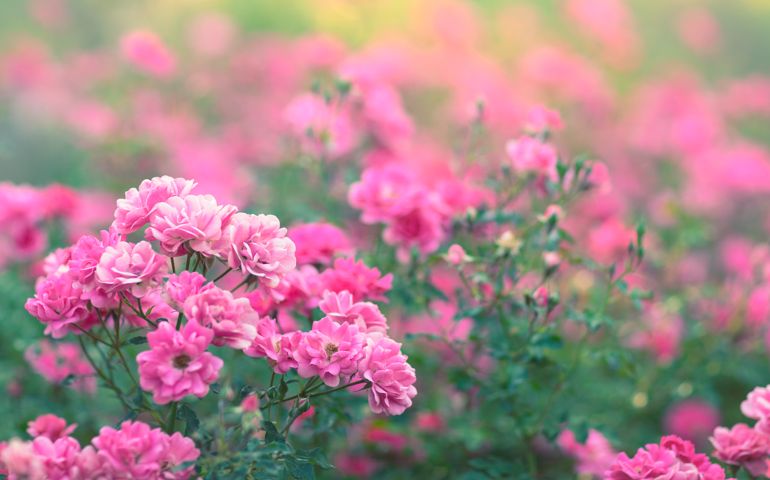 Pink roses in bloom in a rose garden.