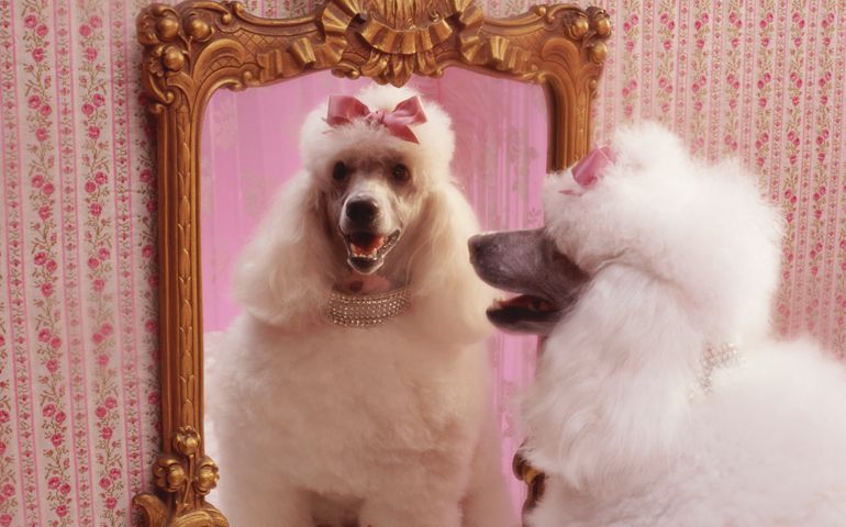 White poodle with reflection in mirror in pink dressing room