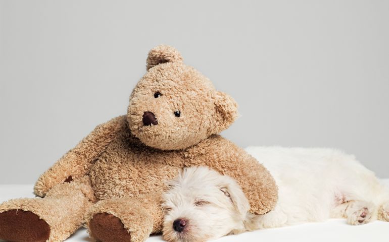 Teddy bear resting on sleeping West Highland Terrier puppy, studio shot