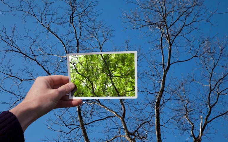 Hand holding snapshot of trees