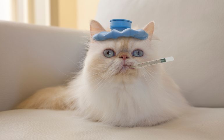 Persian Cat with Hot Water Bottle and Thermometer
