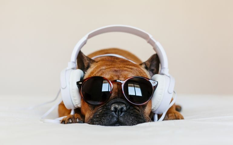 cute brown french bulldog sitting on the bed at home and looking at the camera. Funny dog listening to music on white headset. Pets indoors and lifestyle. Technology and music