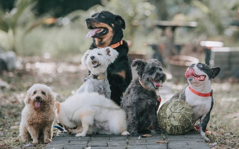 dog breed rottweiler, french bulldog, toy poodle, Scottish terrier, Pomeranian outside under sunlight