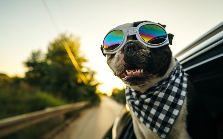 French Bulldog with sunglasses and plaid scarf is looking out the open window during the car ride.