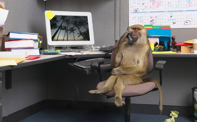 Baboon sitting at office desk, holding telephone receiver