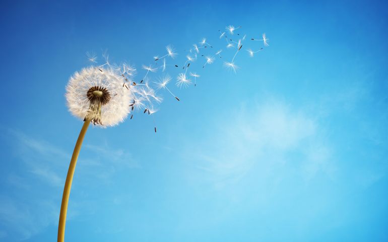 Dandelion with seeds blowing away in the wind across a clear blue sky with copy space