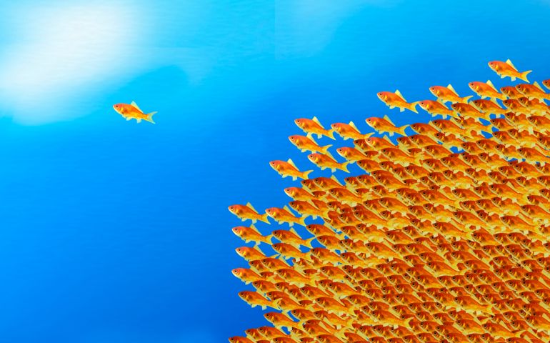 Goldfish Leading School