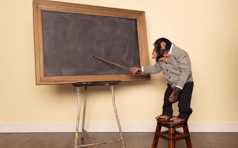 A chimpanzee professor is ready for class to start. With the help of a pointer and chalkboard, he is ready to teach you a lesson.