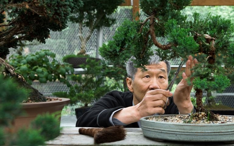 Senior Asian man trimming bonsai tree in greenhouse.