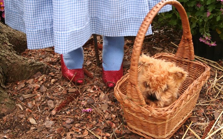 Ruby slippers and dog in a basket
