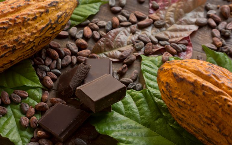 Cocoa composition with two real cacao fruits, cacao leaves, nibs and dark chocolate chunks in the center, showing the different stages of chocolate. Horizontal photography. Top View. Close-up. Studio shot. No people.