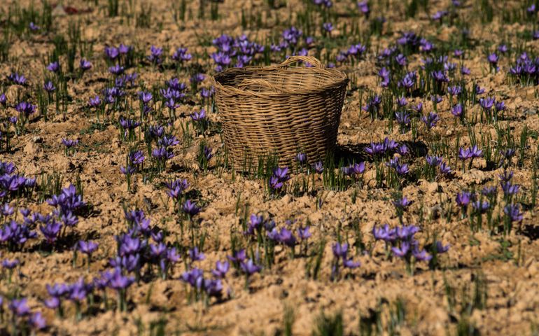 Wicker basket and plants of saffron (Crocus sativus) with flowers before harvest