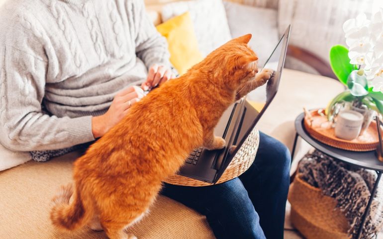 Man working online from home with pet using laptop