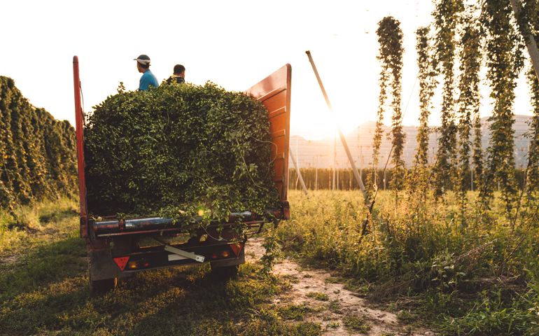 Tractor driving hops on the trailer from the field