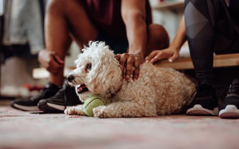 Owners petting dog before workout