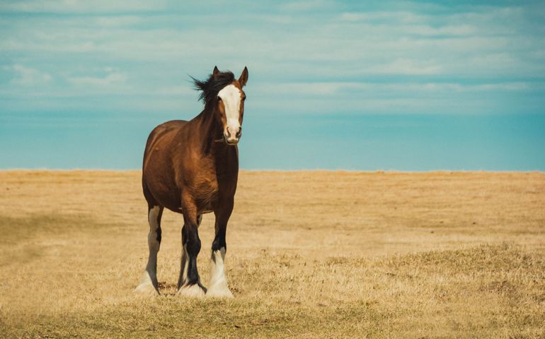 A number of Clydesdale horses on the prairie pasture in spring.