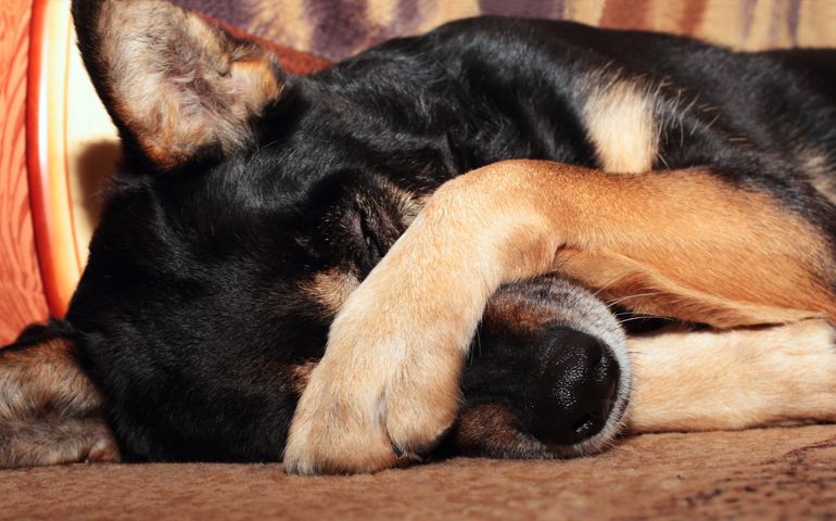 Sheep dog covering her eyes with her paw