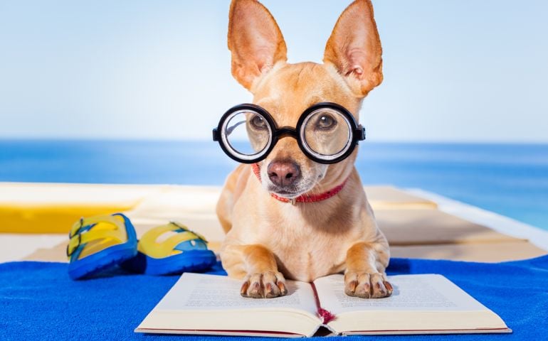 chihuahua dog reading a book and relaxing under the palm at the beach , enjoying the summer vacation holidays