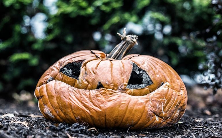 A moldy, rotting, flattened and disfigured jack o' lantern pumpkin has been left outside on the ground to be eventually swallowed back into the earth. Image taken four weeks after Halloween.
