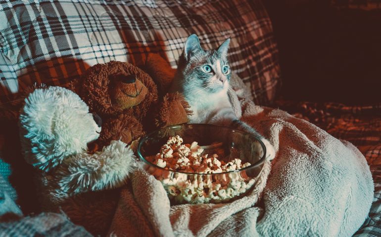 The cat is watching a TV and eating a popcorn