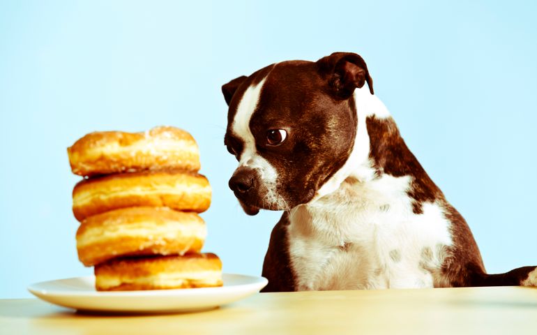Begging for Donuts