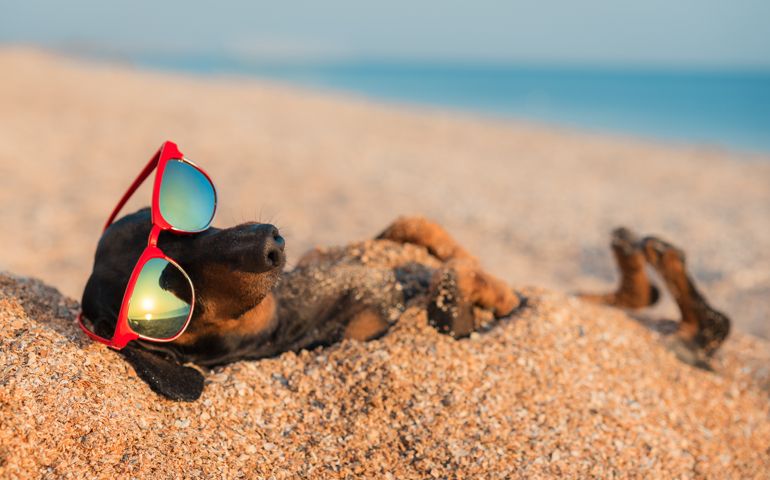 beautiful dog of dachshund, black and tan, buried in the sand at the beach sea on summer vacation holidays, wearing red sunglasses