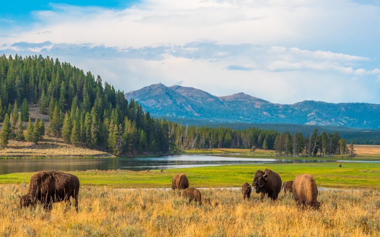 Buffalos grazing at Hayden Valley, Yellowstone, National Park, Wyoming, USA