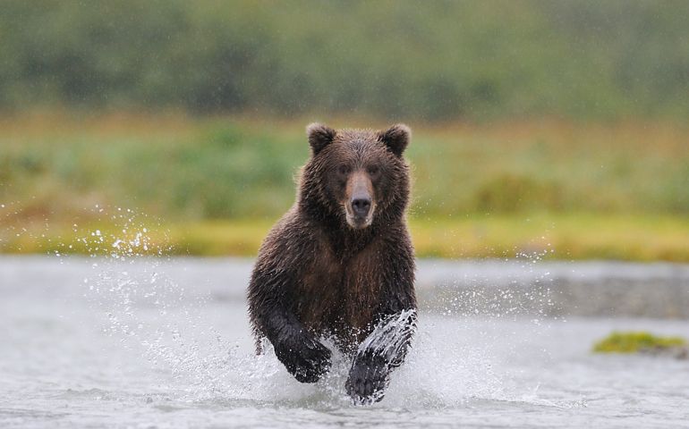Male brown bear (Ursus arctos horribilis) charging through a river chasing salmon, Katmai National Park, Alaska, United States of America.