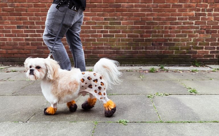 Man walking groomed dog with dyed shaved fur