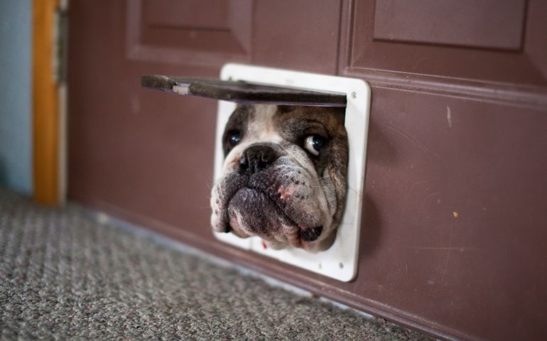 Trying to bust in through the cat door