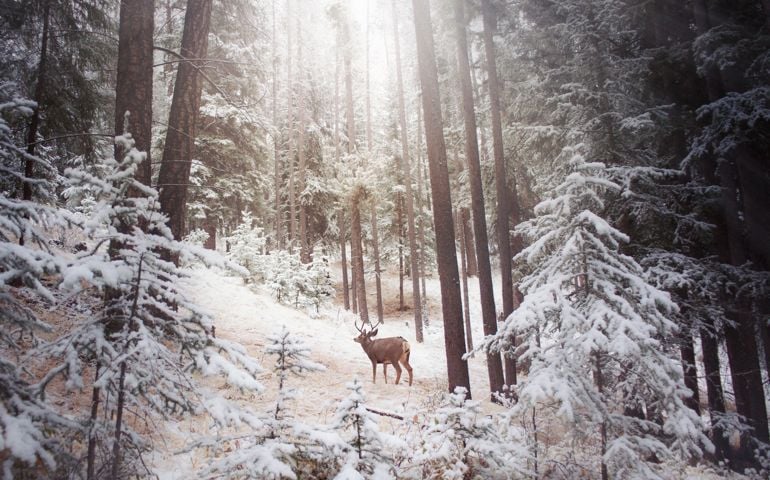Winter Wonderland In Banff, Alberta