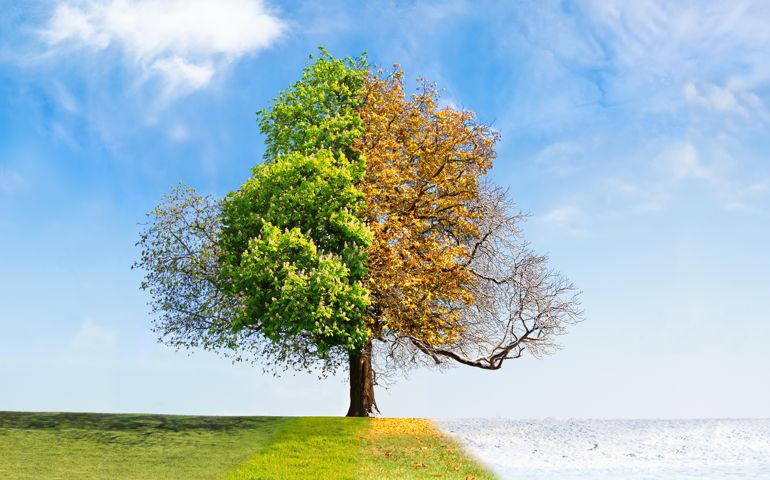 Four seasons tree