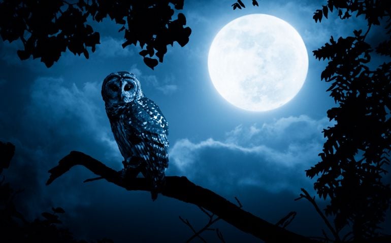 A quiet night, a bright moon rising over the clouds illuminates the darkness, and a Barred Owl sits motionless in the blue moonlight. slight diffuse glow added to enhance scene. All my own components.
