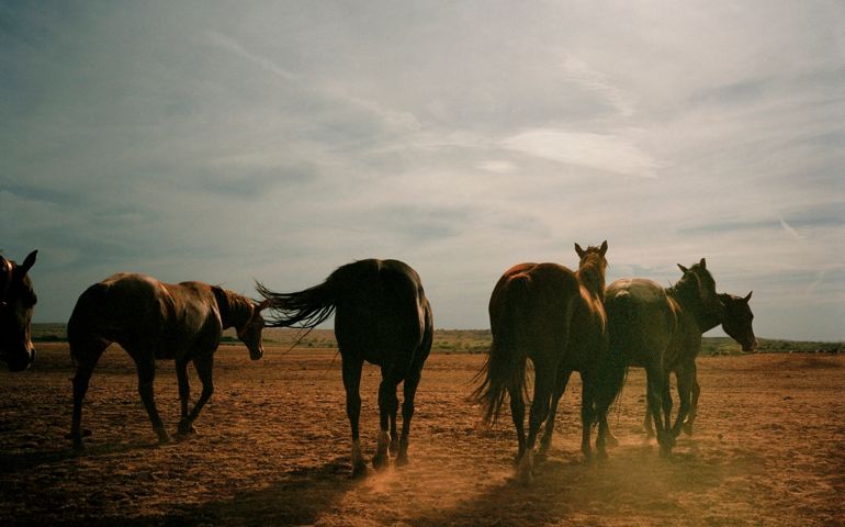 Herd of Horses, Rear View, Texas, USA