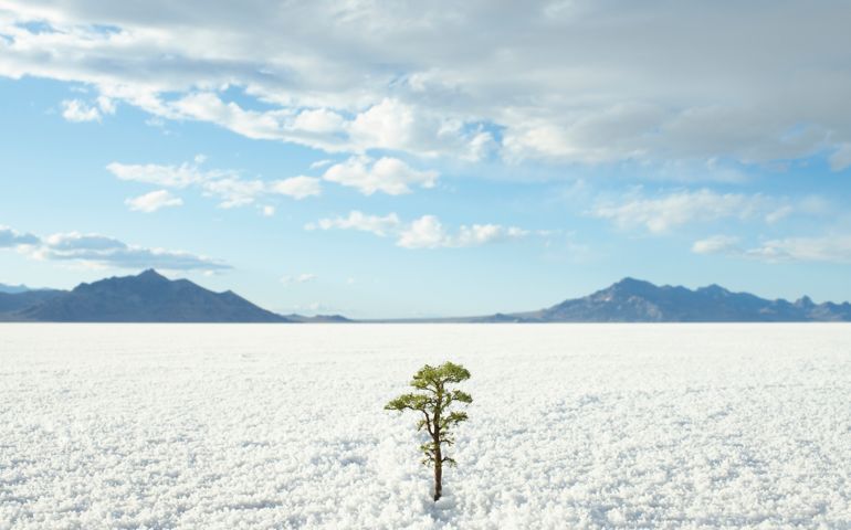 Small tree growing on salt flats