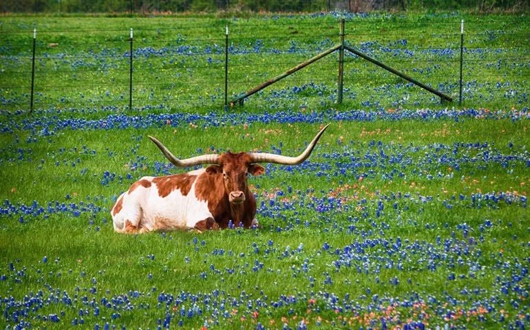 Texas longhorn cattle in bluebonnet wildflower pasture in the spring