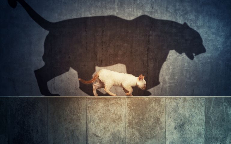 A small cat and a big tiger shadow