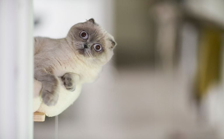 Scottish fold kitten looking at camera