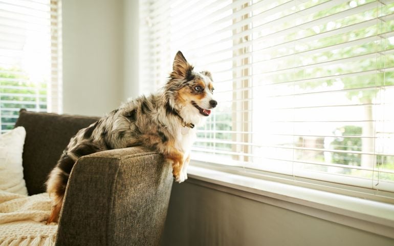 Shot of an adorable Australian shepherd dog sitting on the sofa at home