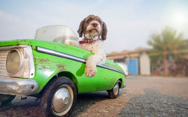 cute dog driving small retro car