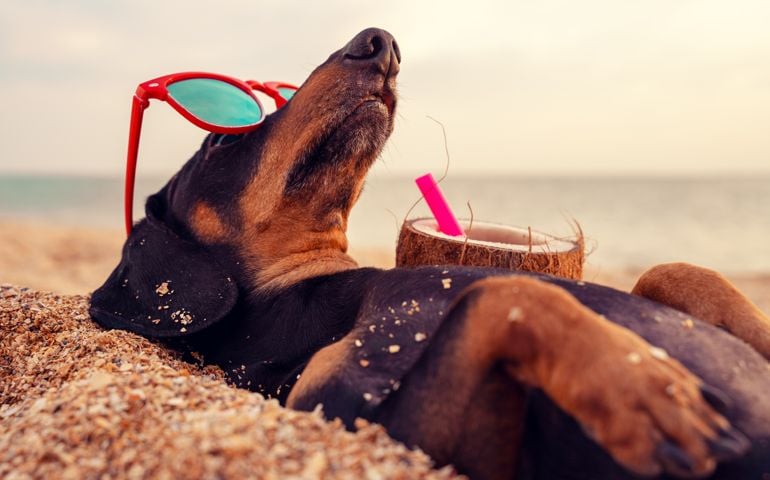 cute dog of dachshund, black and tan, buried in the sand at the beach sea on summer vacation holidays, wearing red sunglasses with coconut cocktail