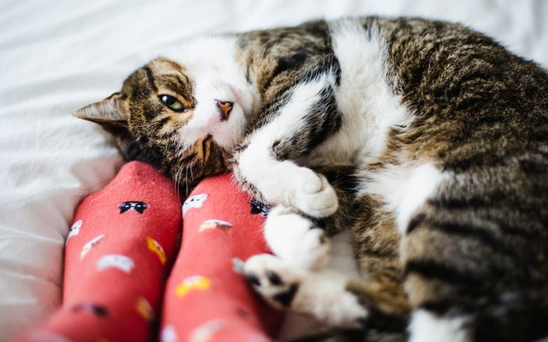 Tabby cat and feet of a person wearing socks with cat designs on it