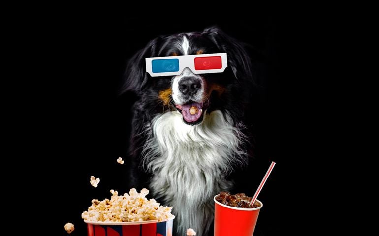 Funny bernese mountain dog movie lover with 3d glasses, popcorn and soda