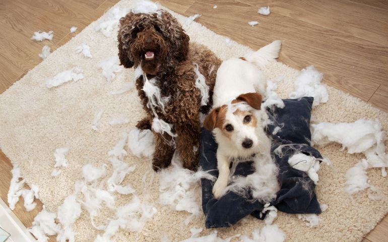 Dog mischief. Two dogs with innocent expression after destroy a pillow. separation anxiety and obedience training concept. High angle view.